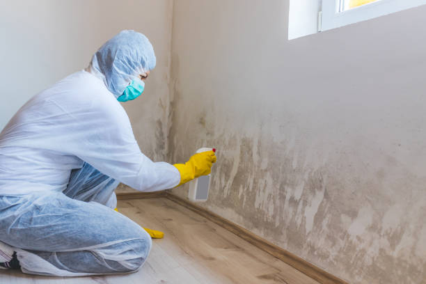 Licensed Mold Removal service in Williamston, NC - WQB Mold Removal